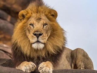 Leão 🦁