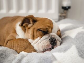 Você dorme com os pets em cima da cama ou sem os pets?